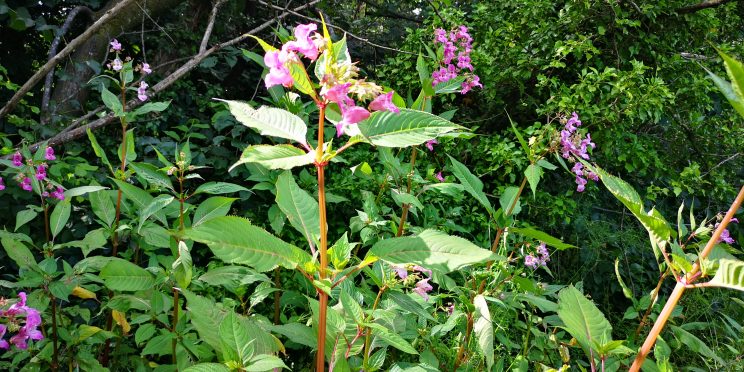 Zen Knotweed, Japanese Knotweed Removal, Cardiff, South Wales