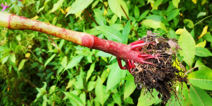 Zen Knotweed, Japanese Knotweed Removal, Cardiff, South Wales