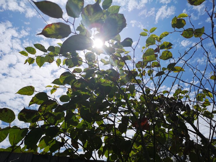 Zen Knotweed, Japanese Knotweed Removal, Cardiff, South Wales