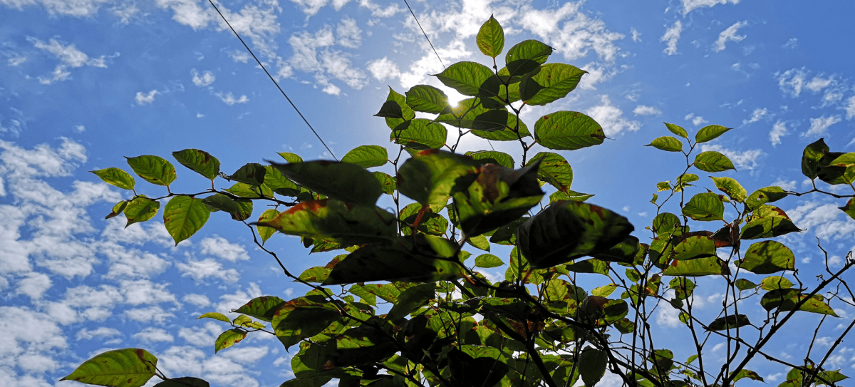 japanese knotweed against blue sky