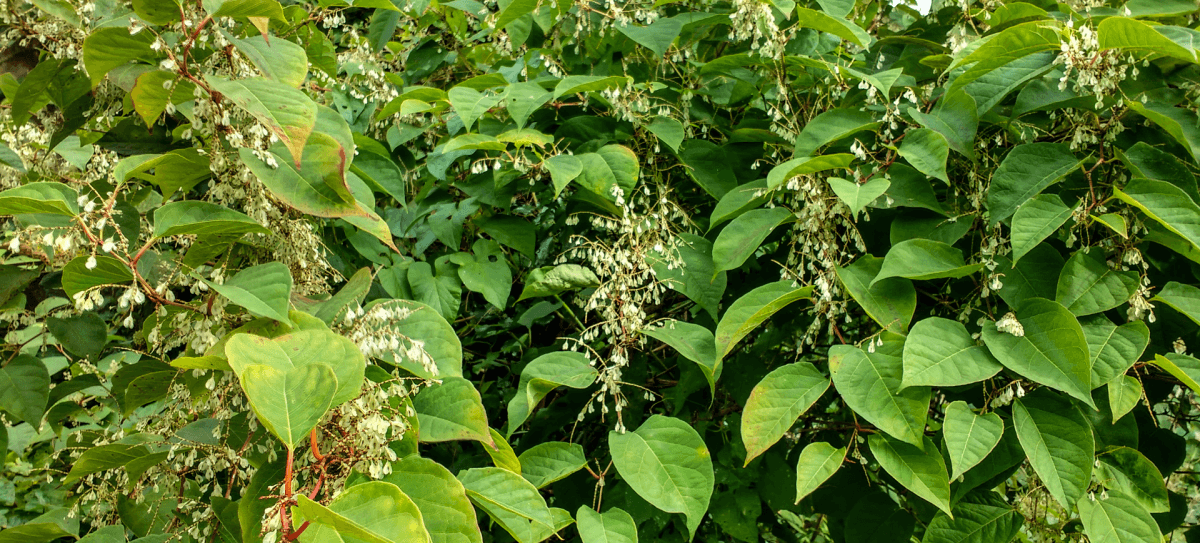 japanese knotweed flowers