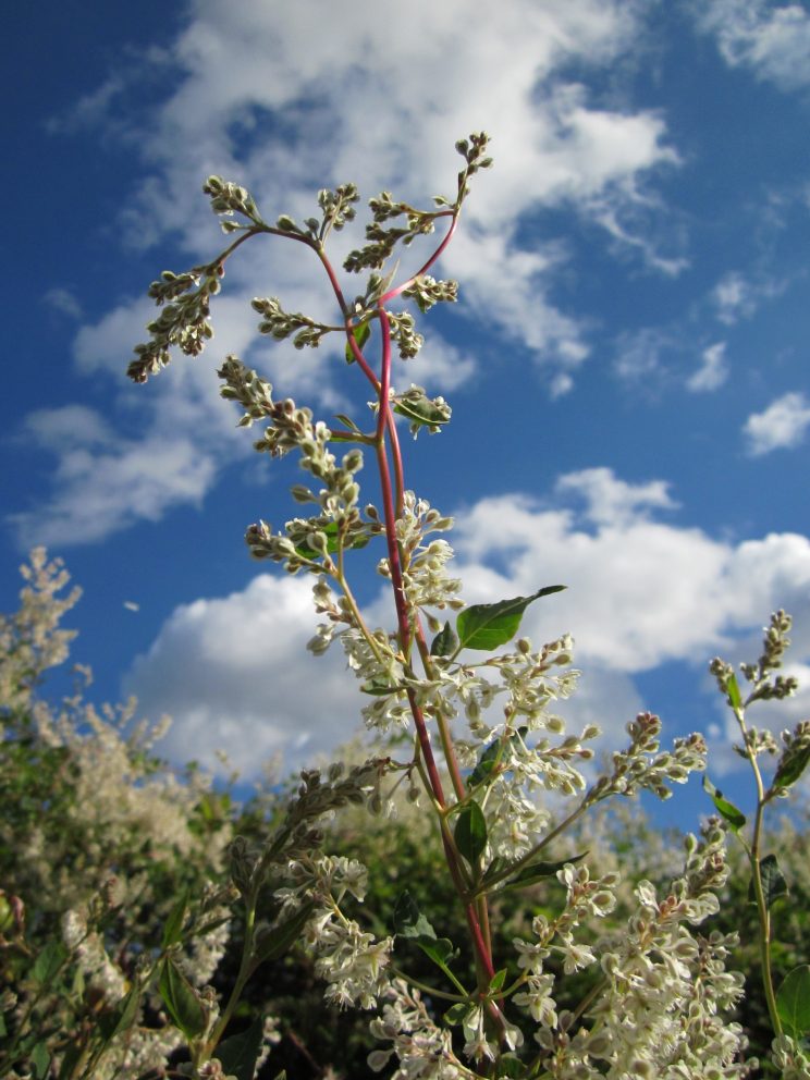 Fallopia Baldschuanica - Russian Vine