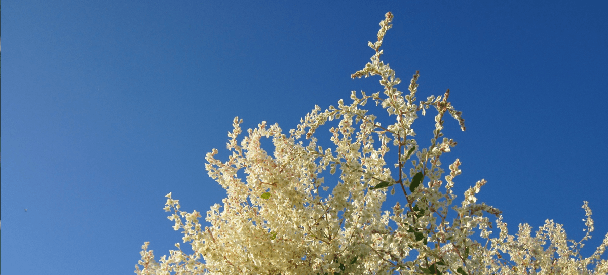 russian vine flowers