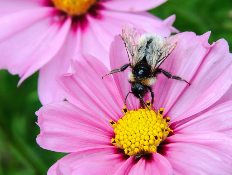 Bumble Bee drunk on nectar