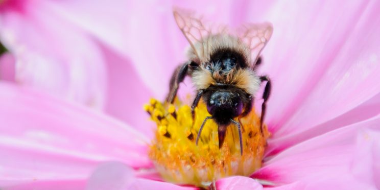 Bumble Bee drunk on nectar