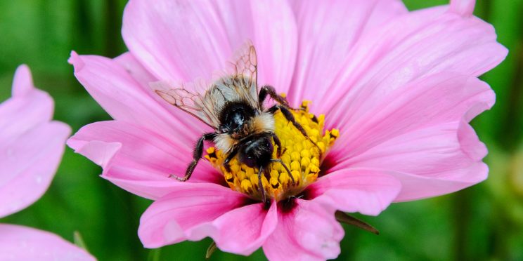 Bumble Bee drink on nectar