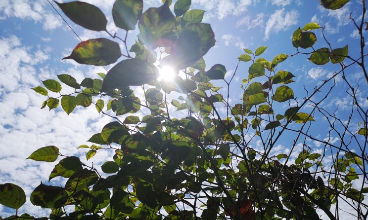 Summer knotweed