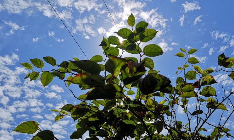 Summer knotweed