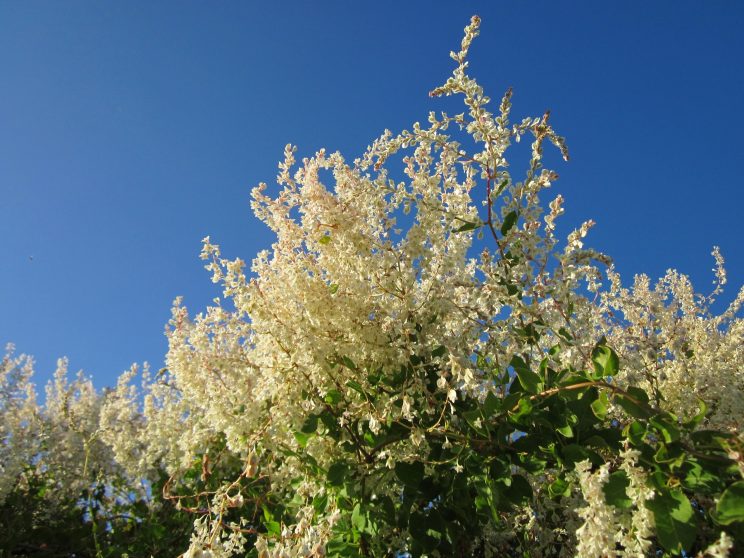 Fallopia baldschuanica