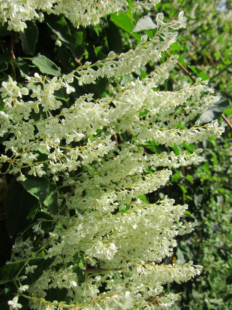 Fallopia baldschuanica