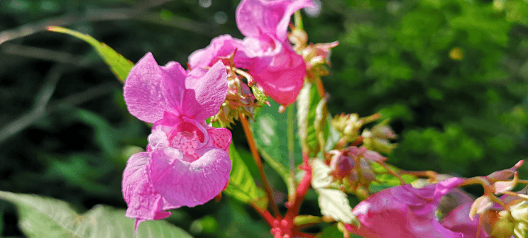 Purple flowers, bees love this plant