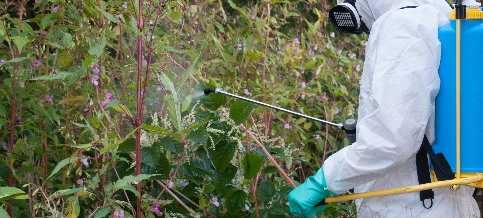 Japanese Knotweed