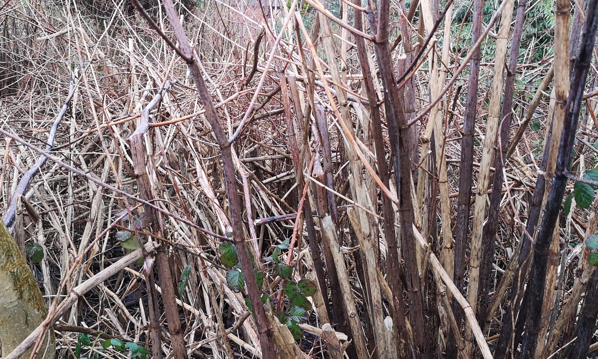 Zen Japanese Knotweed Removal Cardiff Wales