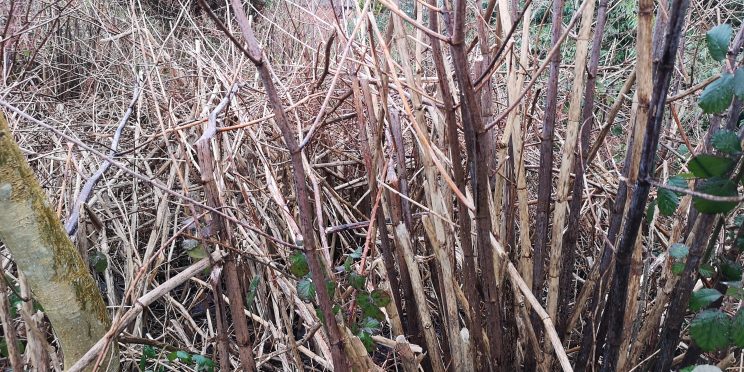Zen Japanese Knotweed Removal Cardiff Wales