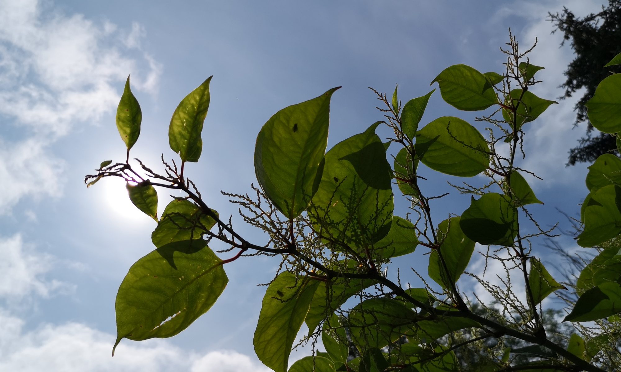 Japanese Knotweed Removal Cardiff