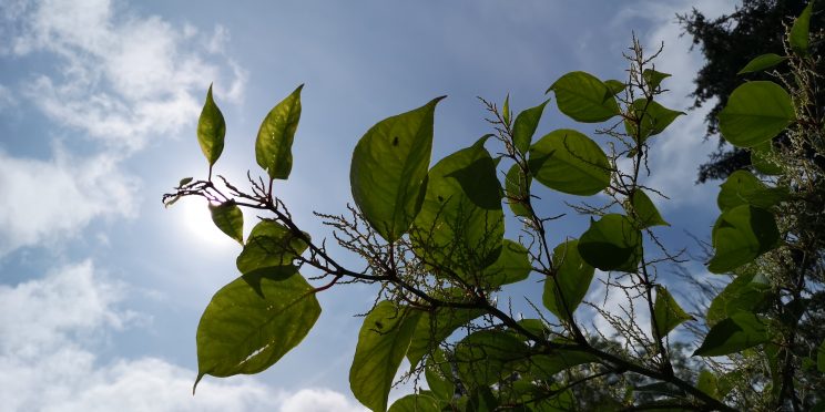 Japanese Knotweed Removal Cardiff