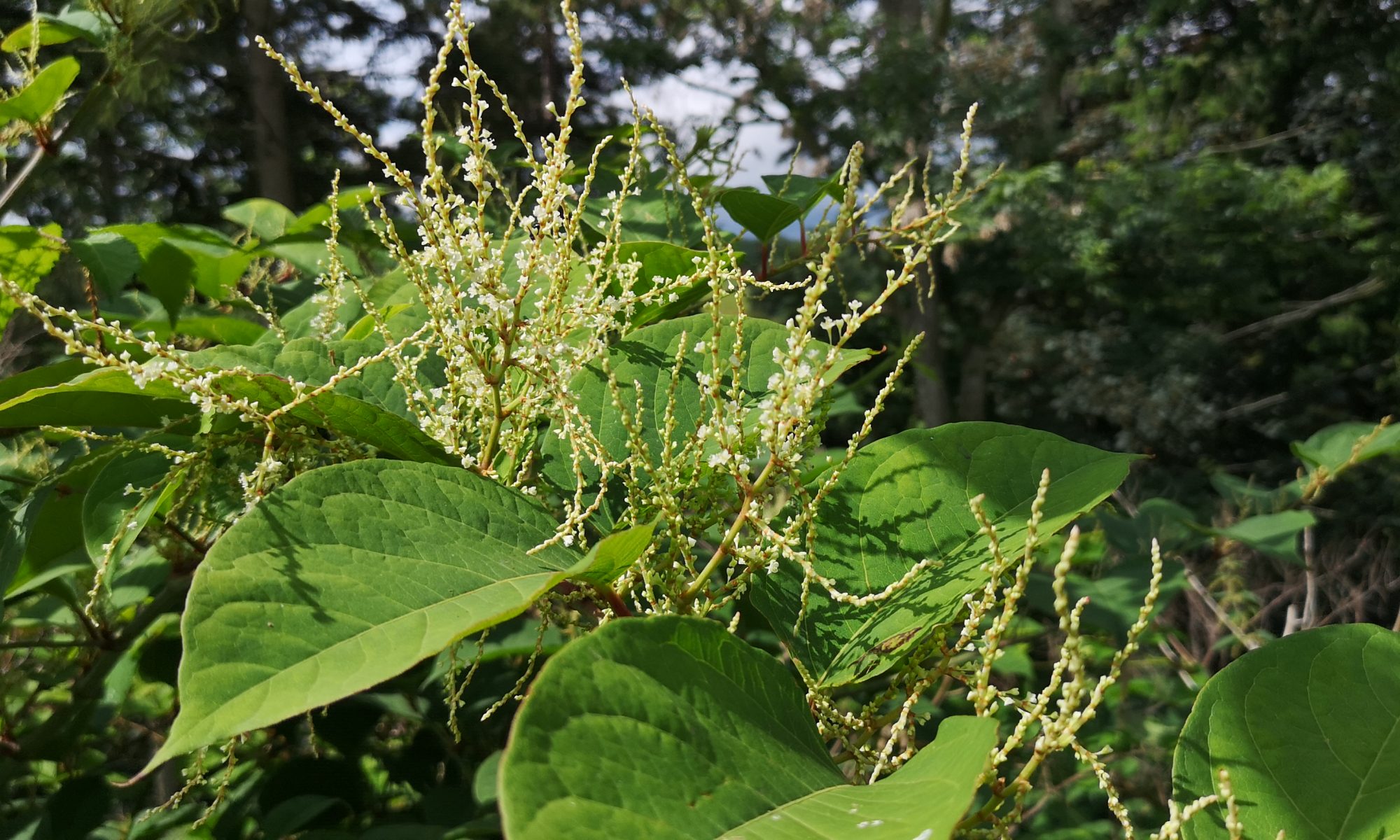 Japanese Knotweed Removal Cardiff