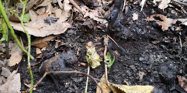 Zen Japanese Knotweed Removal Cardiff Wales