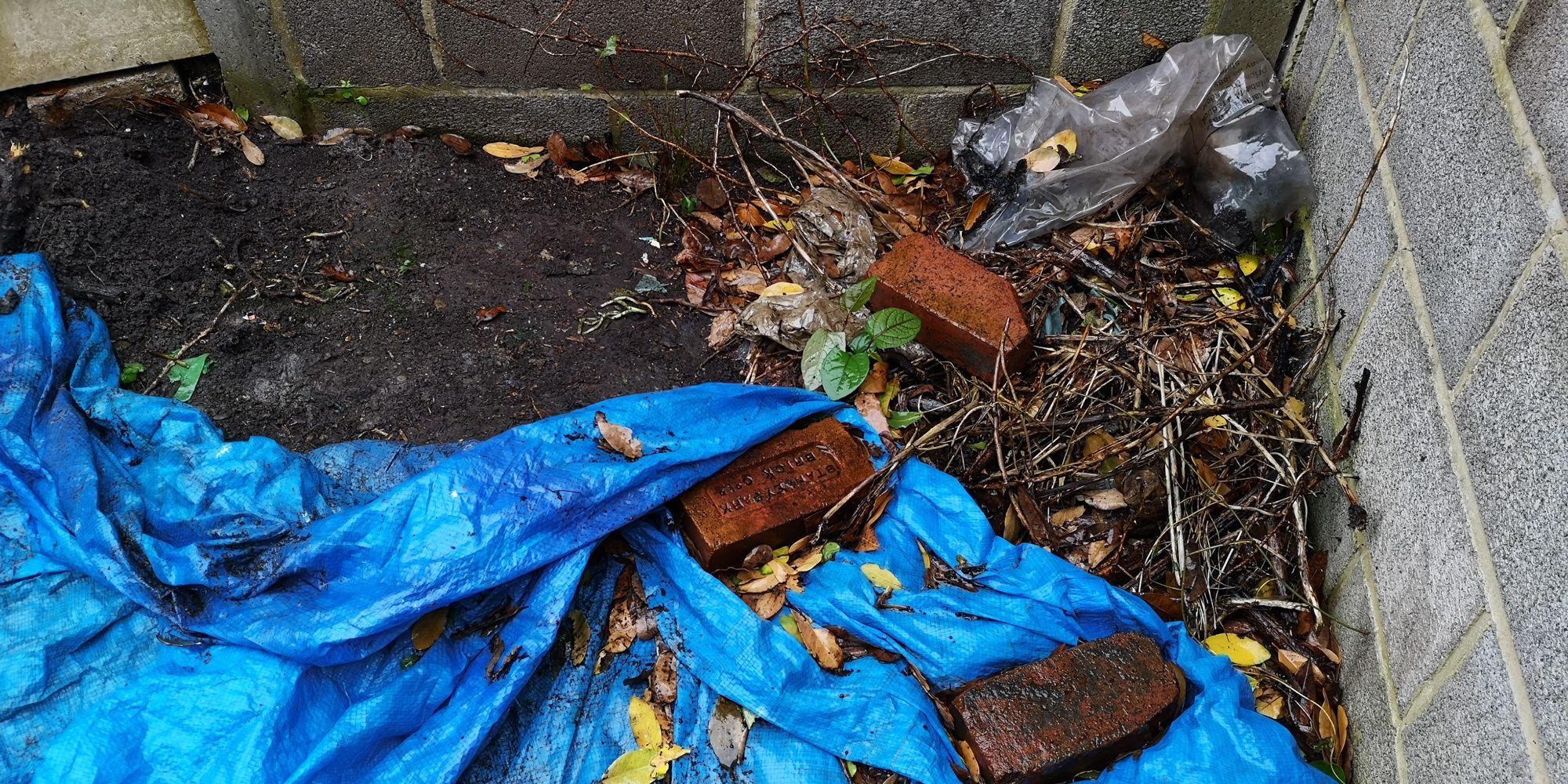 Zen Japanese Knotweed Removal Cardiff Wales