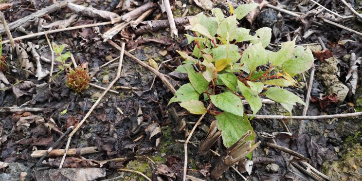 Zen Japanese Knotweed Removal Cardiff Wales