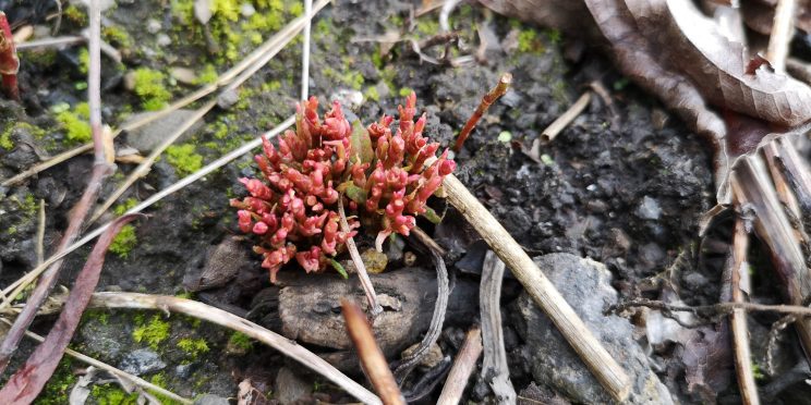 Zen Japanese Knotweed Removal Cardiff Wales