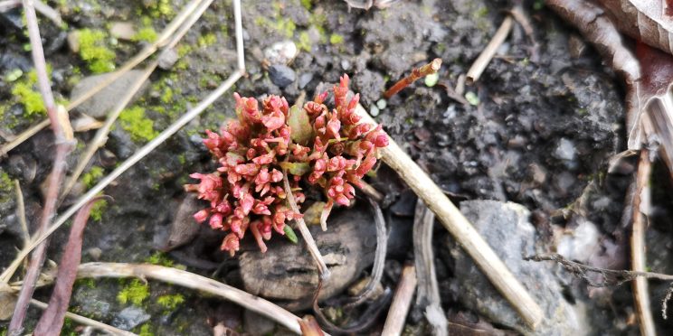 Zen Japanese Knotweed Removal Cardiff Wales