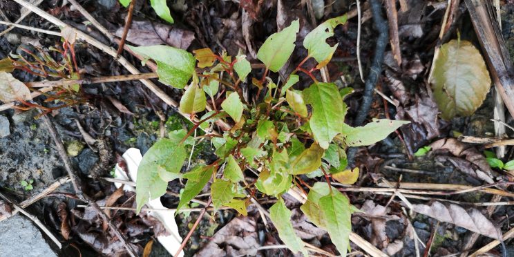 Zen Japanese Knotweed Removal Cardiff Wales