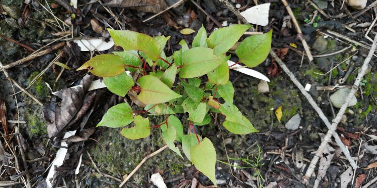 japanese knotweed