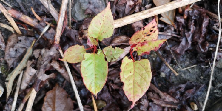 Zen Japanese Knotweed Removal Cardiff Wales