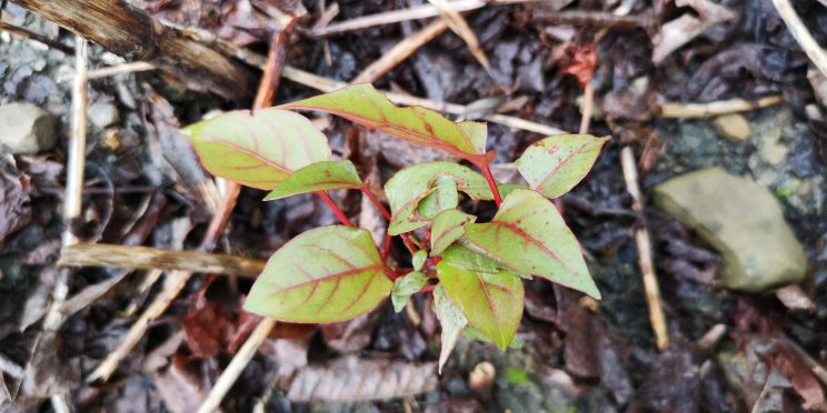 Zen Japanese Knotweed Removal Cardiff Wales