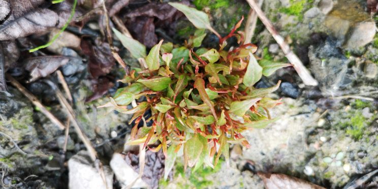 japanese knotweed