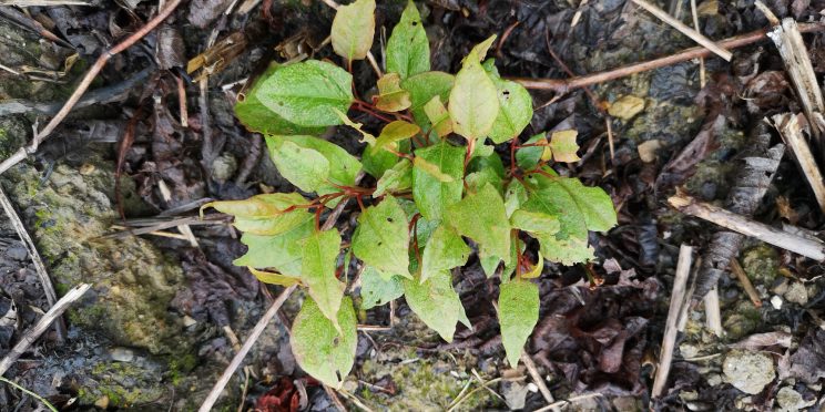 Zen Japanese Knotweed Removal Cardiff Wales