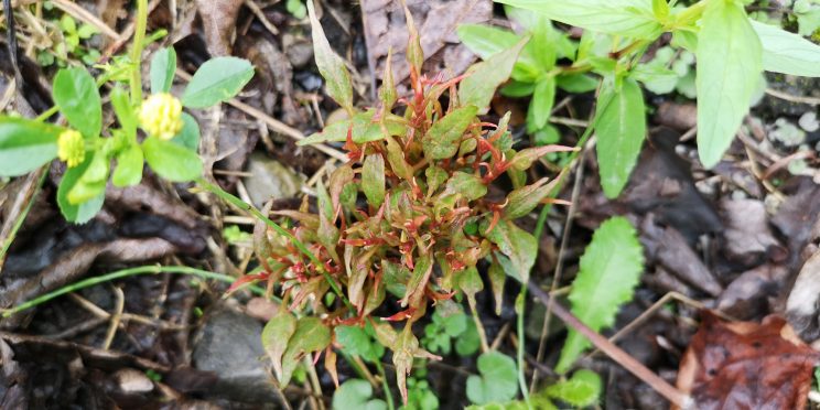 Zen Japanese Knotweed Removal Cardiff Wales