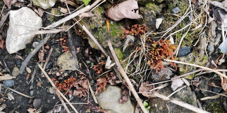 Zen Japanese Knotweed Removal Cardiff Wales