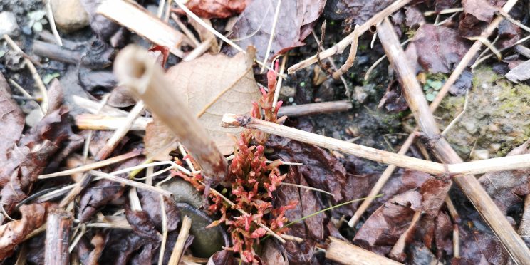 Zen Japanese Knotweed Removal Cardiff Wales