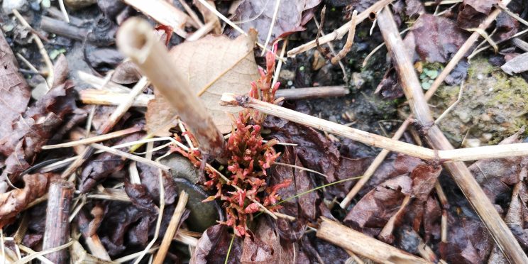 Zen Japanese Knotweed Removal Cardiff Wales