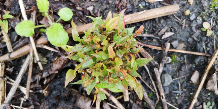 Zen Japanese Knotweed Removal Cardiff Wales