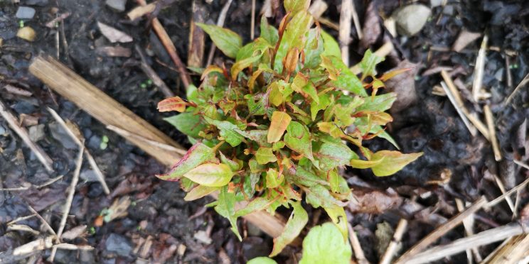 Zen Japanese Knotweed Removal Cardiff Wales