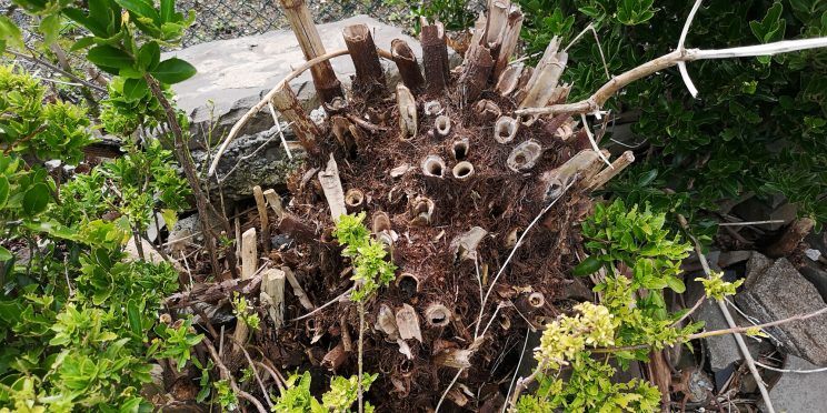 Zen Japanese Knotweed Removal Cardiff Wales