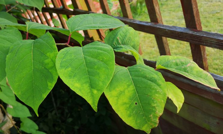 Japanese Knotweed