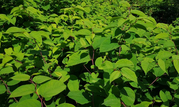 Japanese Knotweed Removal Cardiff