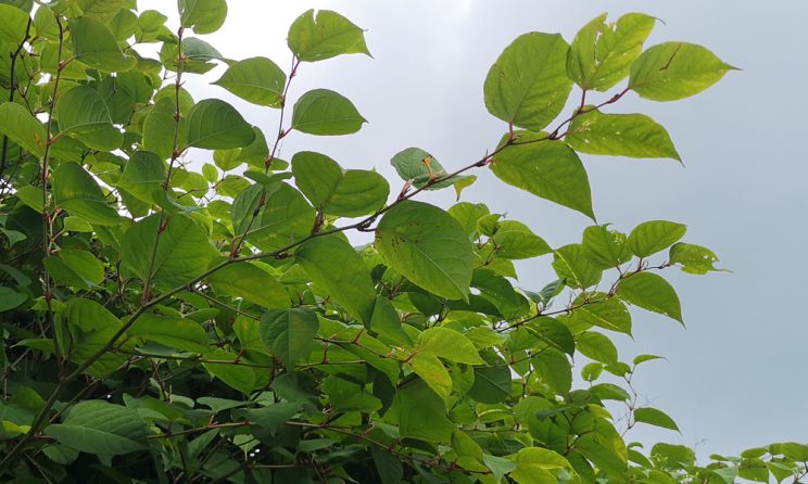 Japanese Knotweed Removal Cardiff