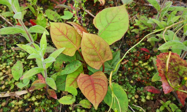 Japanese Knotweed Removal Cardiff