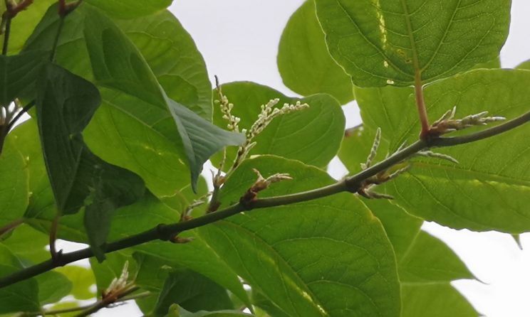 Japanese Knotweed Removal Cardiff