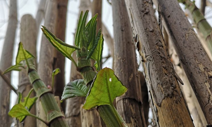 Japanese Knotweed Removal Cardiff