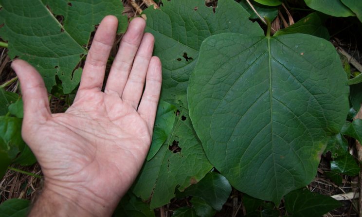 Japanese Knotweed Removal Cardiff