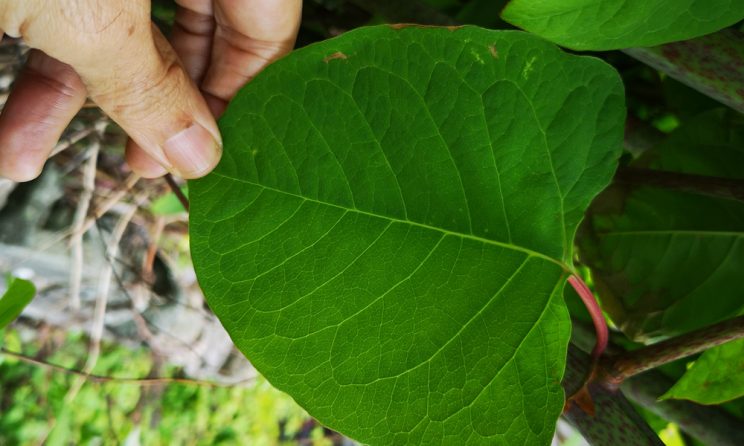 Japanese Knotweed Removal Cardiff