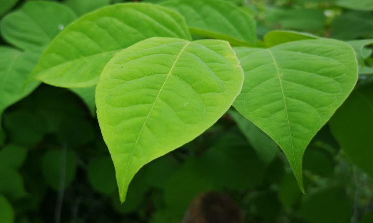 Japanese Knotweed Removal Cardiff