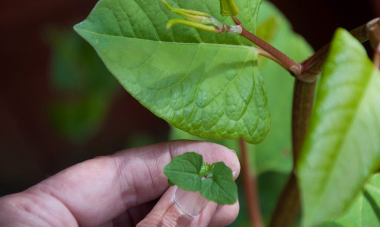 Japanese Knotweed Removal Cardiff