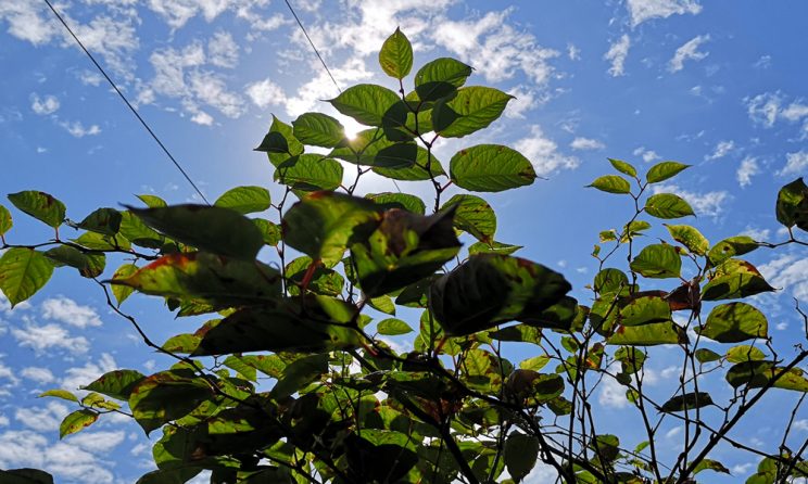 Japanese Knotweed Removal Cardiff